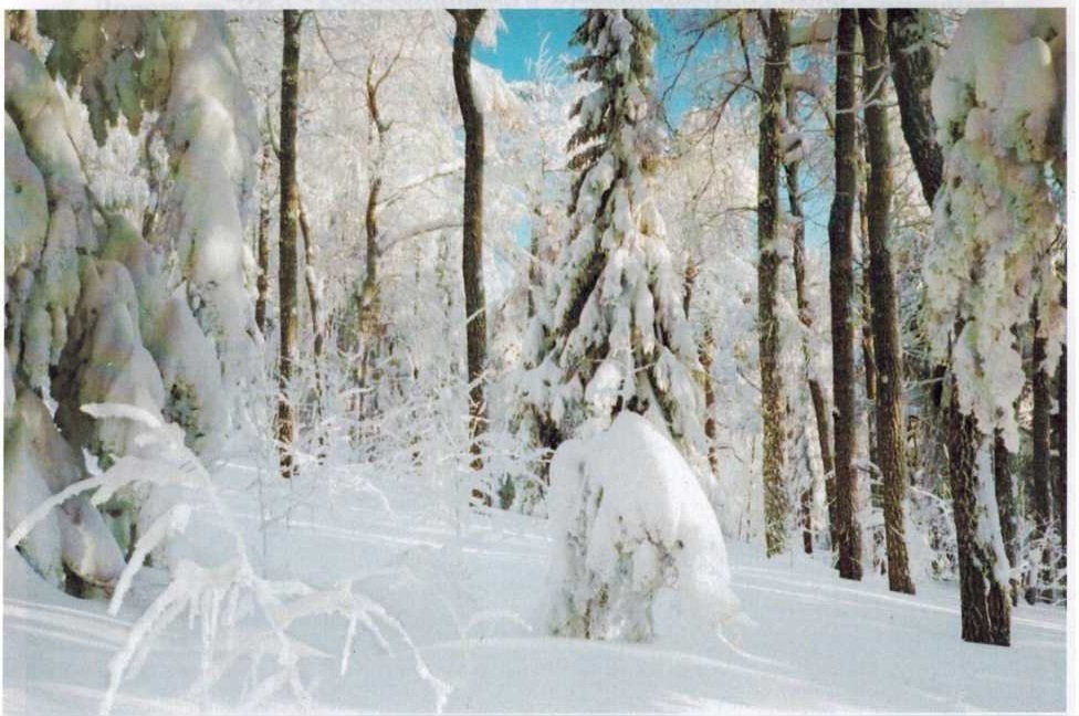 Зима, фото А. Крепышева 2009 года